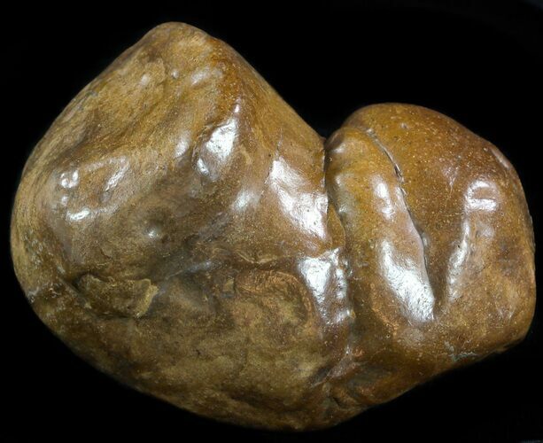 Shark Coprolite (Fossil Poo) - South Carolina #50012